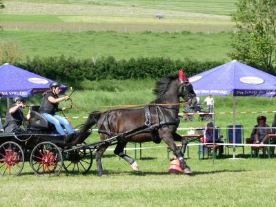 Foto des Albums: Fahrturnier Hilders 2019