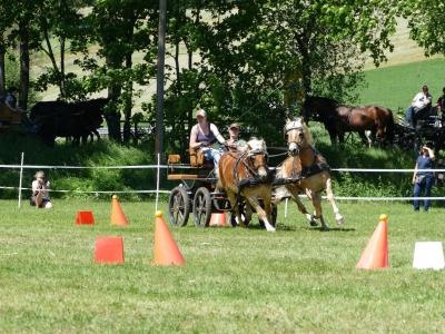 Foto des Albums: Fahrturnier Hilders 2019