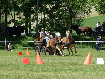 Foto des Albums: Fahrturnier Hilders 2019