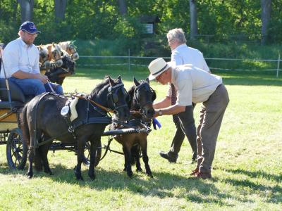 Foto des Albums: Fahrturnier Hilders 2019
