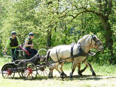 Foto des Albums: Fahrturnier Hilders 2019