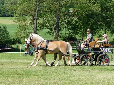 Foto des Albums: Fahrturnier Hilders 2019