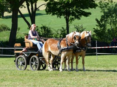 Foto des Albums: Fahrturnier Hilders 2019