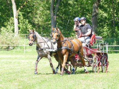 Foto des Albums: Fahrturnier Hilders 2019