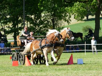 Foto des Albums: Fahrturnier Hilders 2019