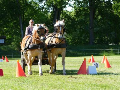 Foto des Albums: Fahrturnier Hilders 2019