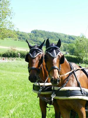 Foto des Albums: Fahrturnier Hilders 2019
