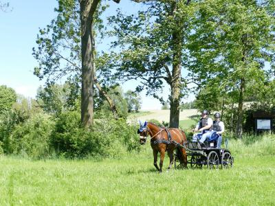 Foto des Albums: Fahrturnier Hilders 2019