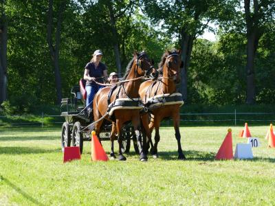 Foto des Albums: Fahrturnier Hilders 2019
