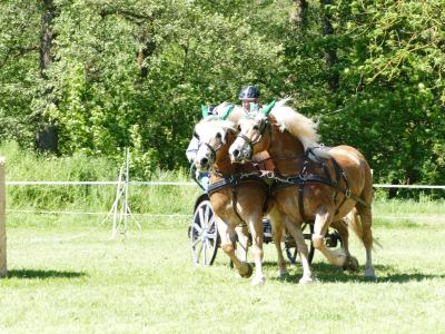 Foto des Albums: Fahrturnier Hilders 2019