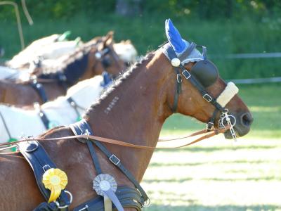 Foto des Albums: Fahrturnier Hilders 2019