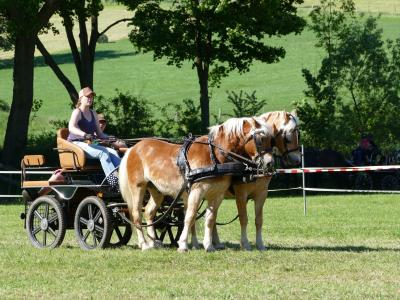 Foto des Albums: Fahrturnier Hilders 2019