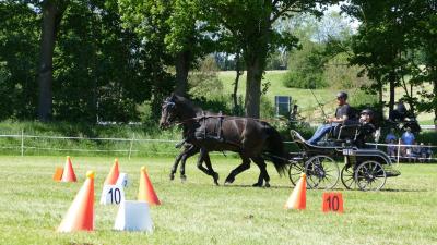 Foto des Albums: Fahrturnier Hilders 2019