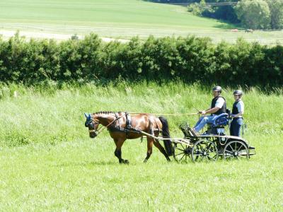 Foto des Albums: Fahrturnier Hilders 2019