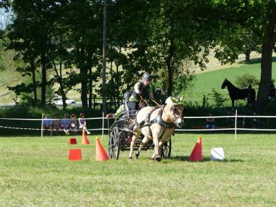 Foto des Albums: Fahrturnier Hilders 2019