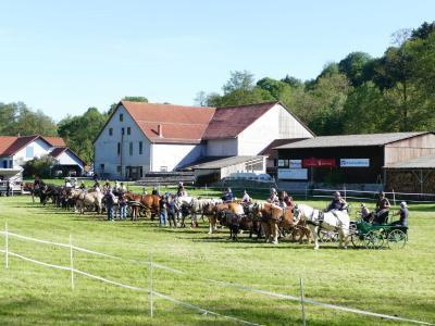 Foto des Albums: Fahrturnier Hilders 2019