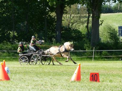 Foto des Albums: Fahrturnier Hilders 2019