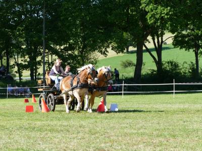 Foto des Albums: Fahrturnier Hilders 2019