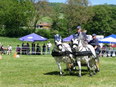 Foto des Albums: Fahrturnier Hilders 2019