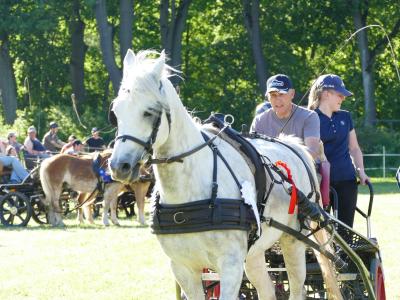 Foto des Albums: Fahrturnier Hilders 2019