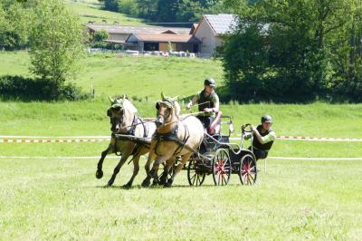 Foto des Albums: Fahrturnier Hilders 2019
