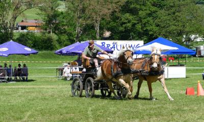 Foto des Albums: Fahrturnier Hilders 2019