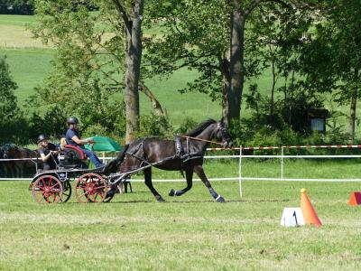 Foto des Albums: Fahrturnier Hilders 2019