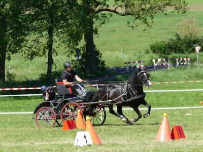 Foto des Albums: Fahrturnier Hilders 2019