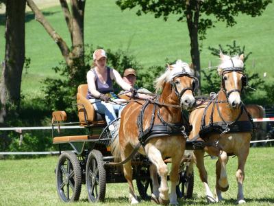 Foto des Albums: Fahrturnier Hilders 2019