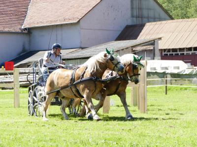 Foto des Albums: Fahrturnier Hilders 2019