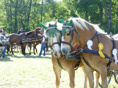Foto des Albums: Fahrturnier Hilders 2019