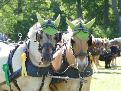 Foto des Albums: Fahrturnier Hilders 2019