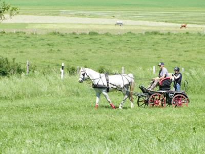 Foto des Albums: Fahrturnier Hilders 2019