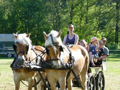 Foto des Albums: Fahrturnier Hilders 2019
