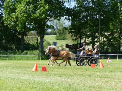 Foto des Albums: Fahrturnier Hilders 2019