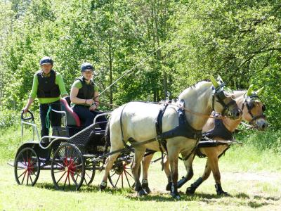Foto des Albums: Fahrturnier Hilders 2019