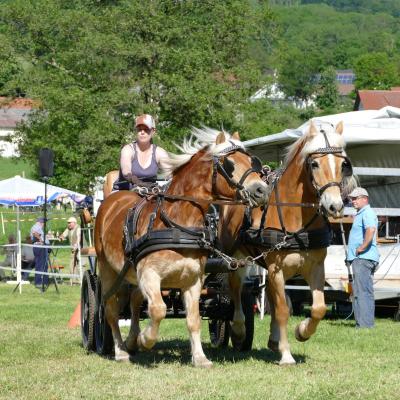 Foto des Albums: Fahrturnier Hilders 2019