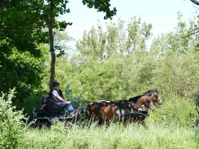 Foto des Albums: Fahrturnier Hilders 2019