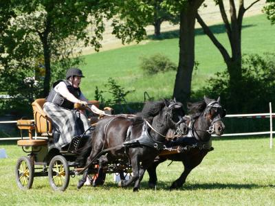 Foto des Albums: Fahrturnier Hilders 2019