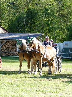 Foto des Albums: Fahrturnier Hilders 2019