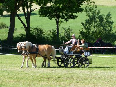 Foto des Albums: Fahrturnier Hilders 2019