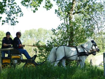 Foto des Albums: Fahrturnier Hilders 2019