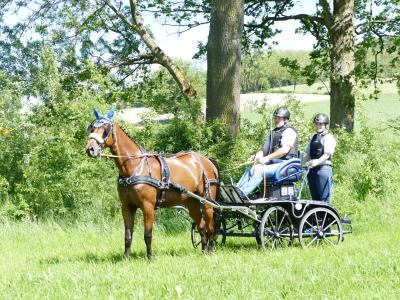 Foto des Albums: Fahrturnier Hilders 2019