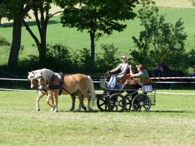 Foto des Albums: Fahrturnier Hilders 2019