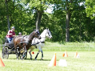 Foto des Albums: Fahrturnier Hilders 2019
