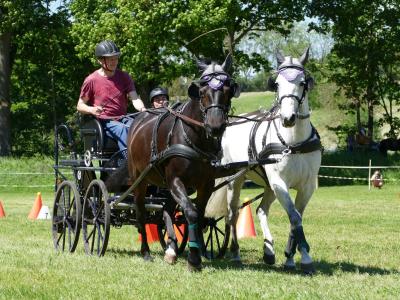 Foto des Albums: Fahrturnier Hilders 2019