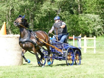 Foto des Albums: Fahrturnier Hilders 2019