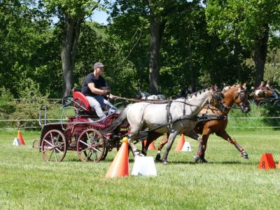 Foto des Albums: Fahrturnier Hilders 2019