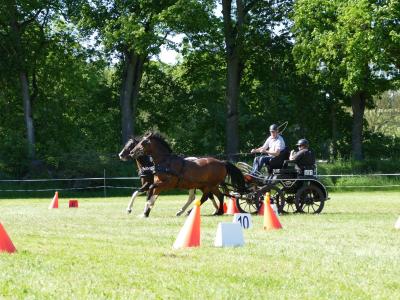 Foto des Albums: Fahrturnier Hilders 2019