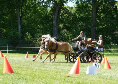 Foto des Albums: Fahrturnier Hilders 2019